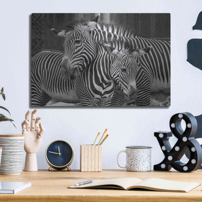 Luxe Metal Art 'Zebras' by Mike Jones, Metal Wall Art,16x12