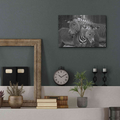Luxe Metal Art 'Zebras' by Mike Jones, Metal Wall Art,16x12
