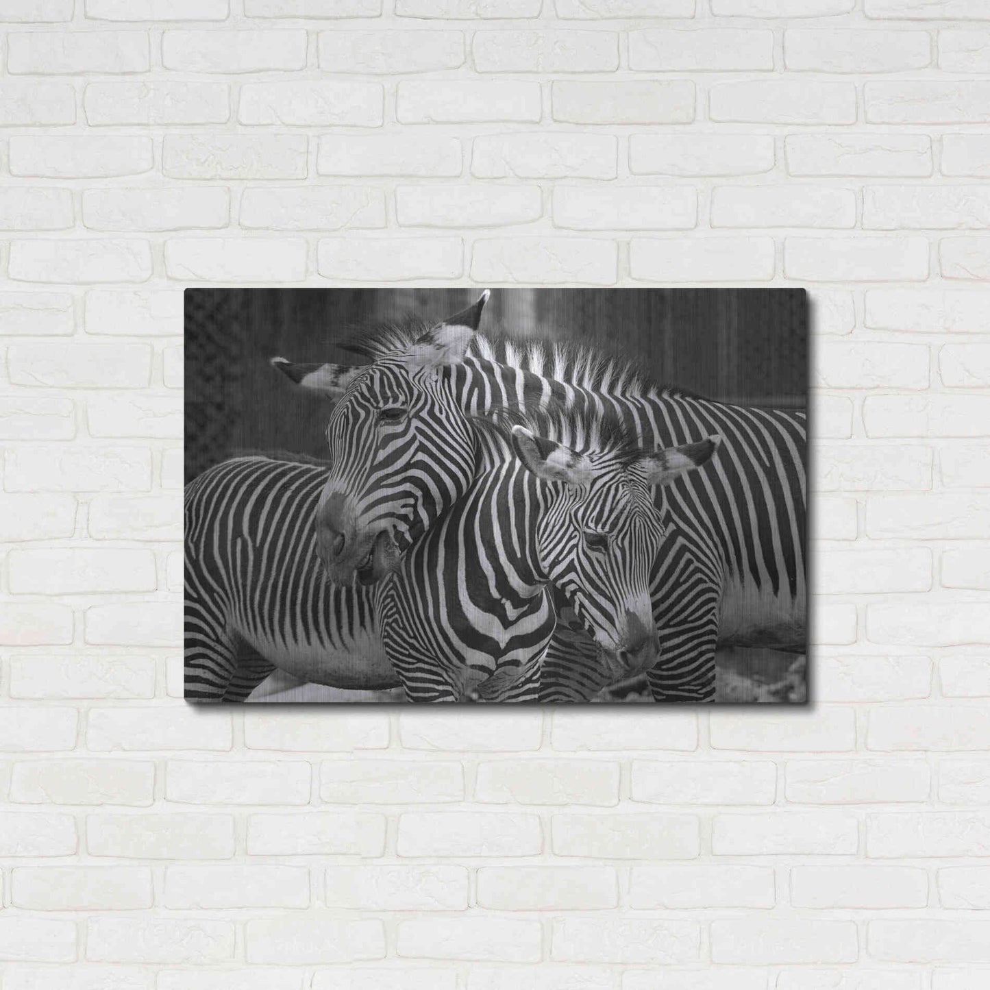 Luxe Metal Art 'Zebras' by Mike Jones, Metal Wall Art,36x24