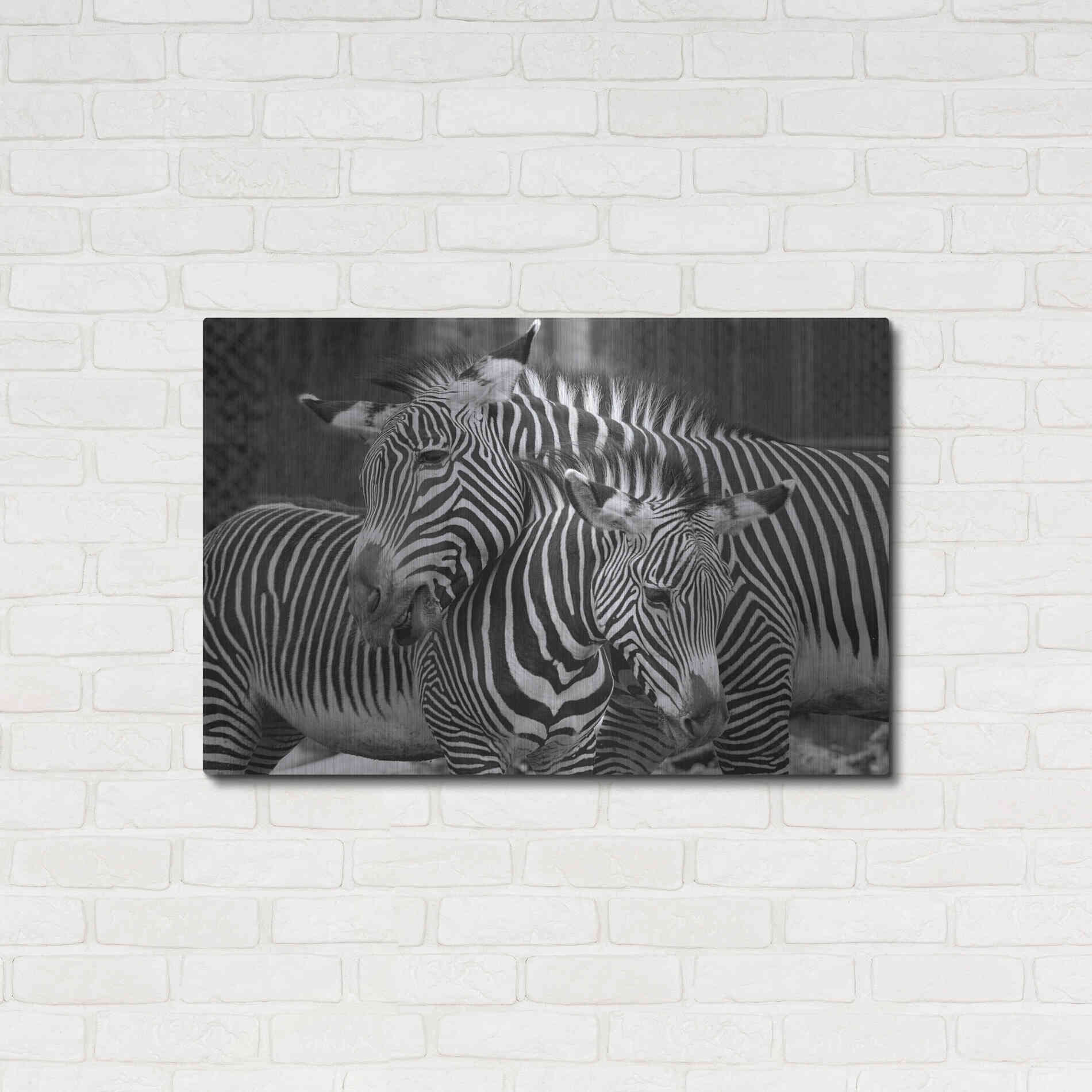 Luxe Metal Art 'Zebras' by Mike Jones, Metal Wall Art,36x24