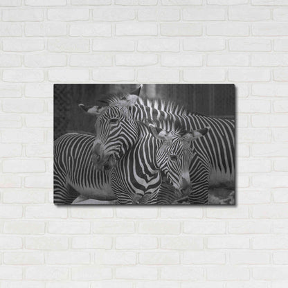 Luxe Metal Art 'Zebras' by Mike Jones, Metal Wall Art,36x24