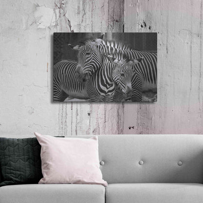 Luxe Metal Art 'Zebras' by Mike Jones, Metal Wall Art,36x24