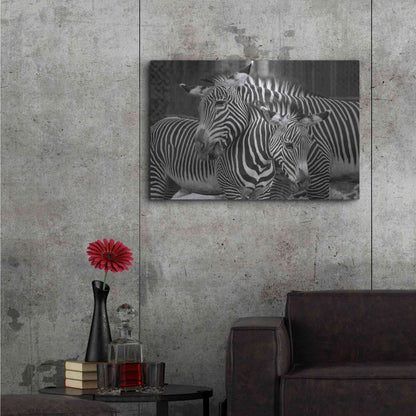 Luxe Metal Art 'Zebras' by Mike Jones, Metal Wall Art,36x24
