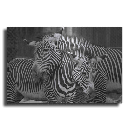 Luxe Metal Art 'Zebras' by Mike Jones, Metal Wall Art