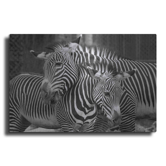 Luxe Metal Art 'Zebras' by Mike Jones, Metal Wall Art