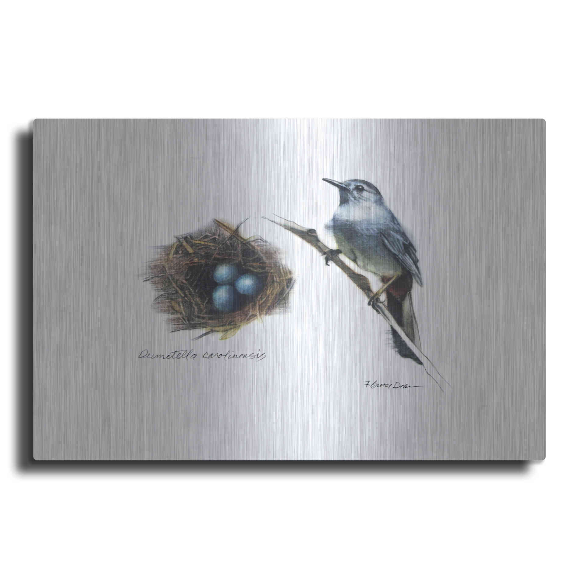 Luxe Metal Art 'Bird & Nest Study II' by Bruce Dean, Metal Wall Art