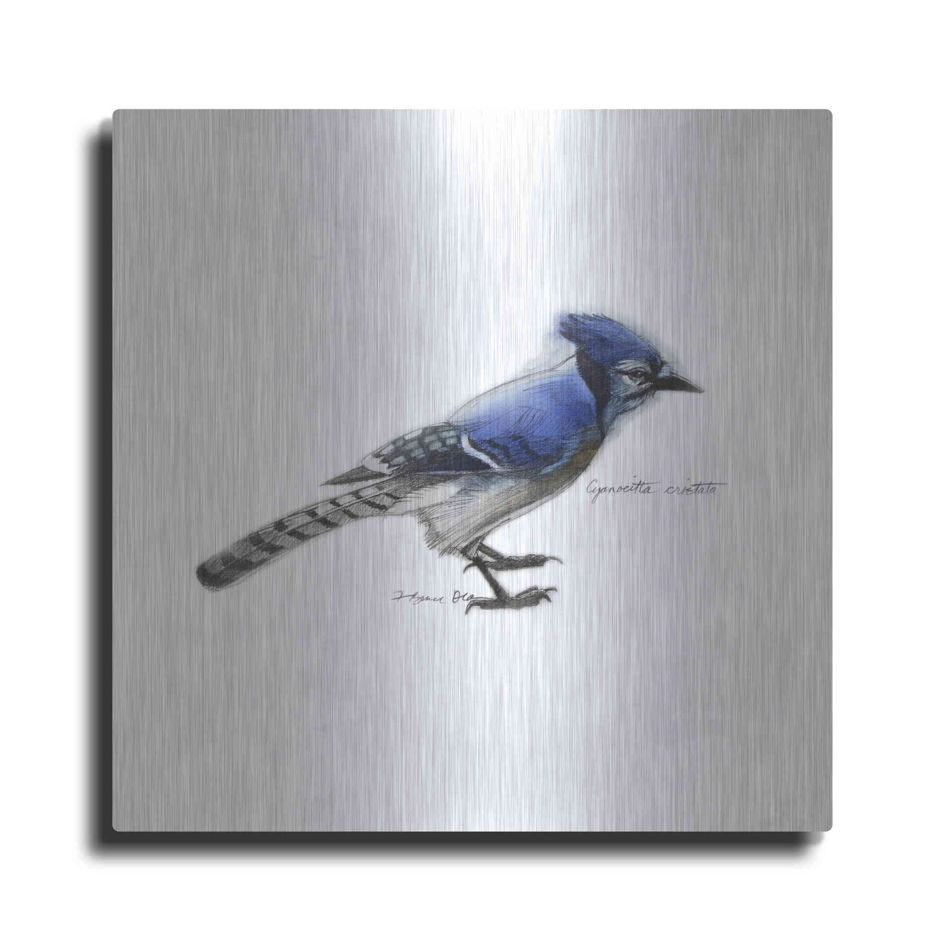 Luxe Metal Art 'Songbird Study III' by Bruce Dean, Metal Wall Art