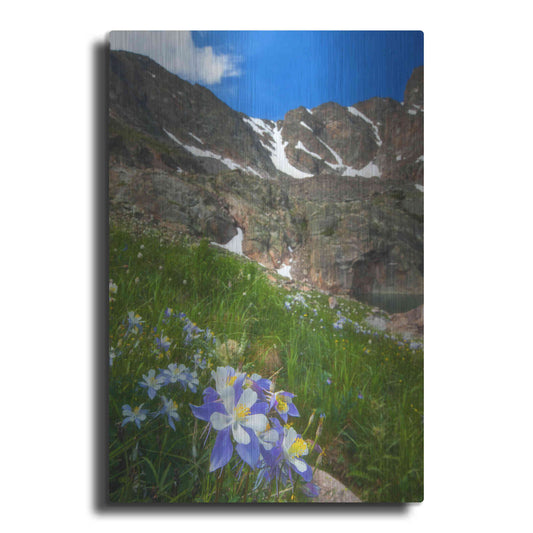 Luxe Metal Art 'Alpine Columbine - Rocky Mountain National Park' by Darren White, Metal Wall Art