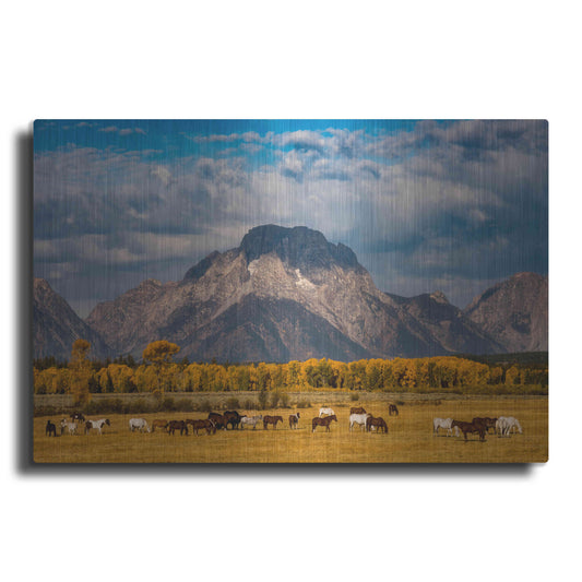 'Teton Horse Ranch - Grand Teton National Park' by Darren White, Metal Wall Art