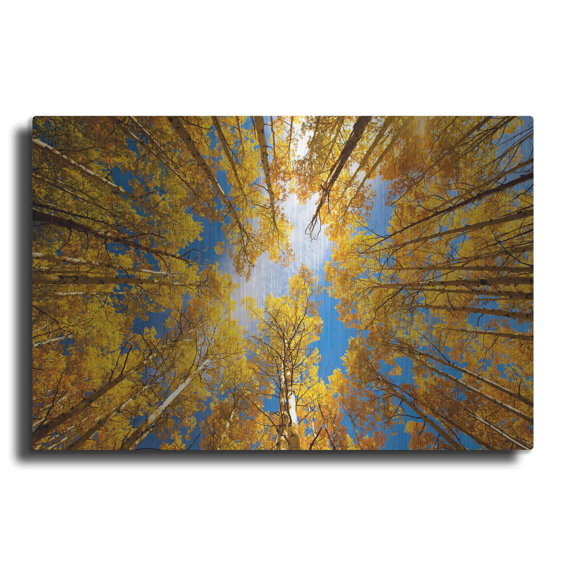 Luxe Metal Art 'Towering Aspens' by Darren White, Metal Wall Art