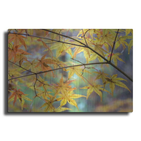 Luxe Metal Art 'Autumn Maples' by David Hammond, Metal Wall Art