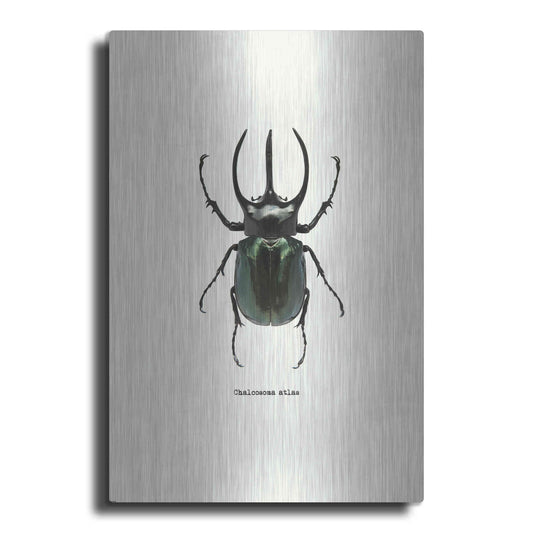 Luxe Metal Art 'Beetle Black' by GraphINC, Metal Wall Art