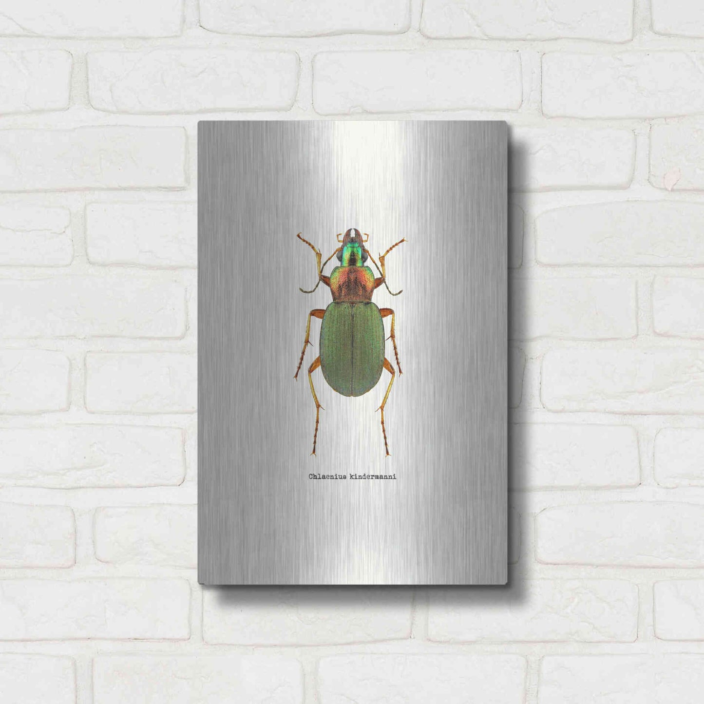Luxe Metal Art 'Beetle Green' by GraphINC, Metal Wall Art,12x16