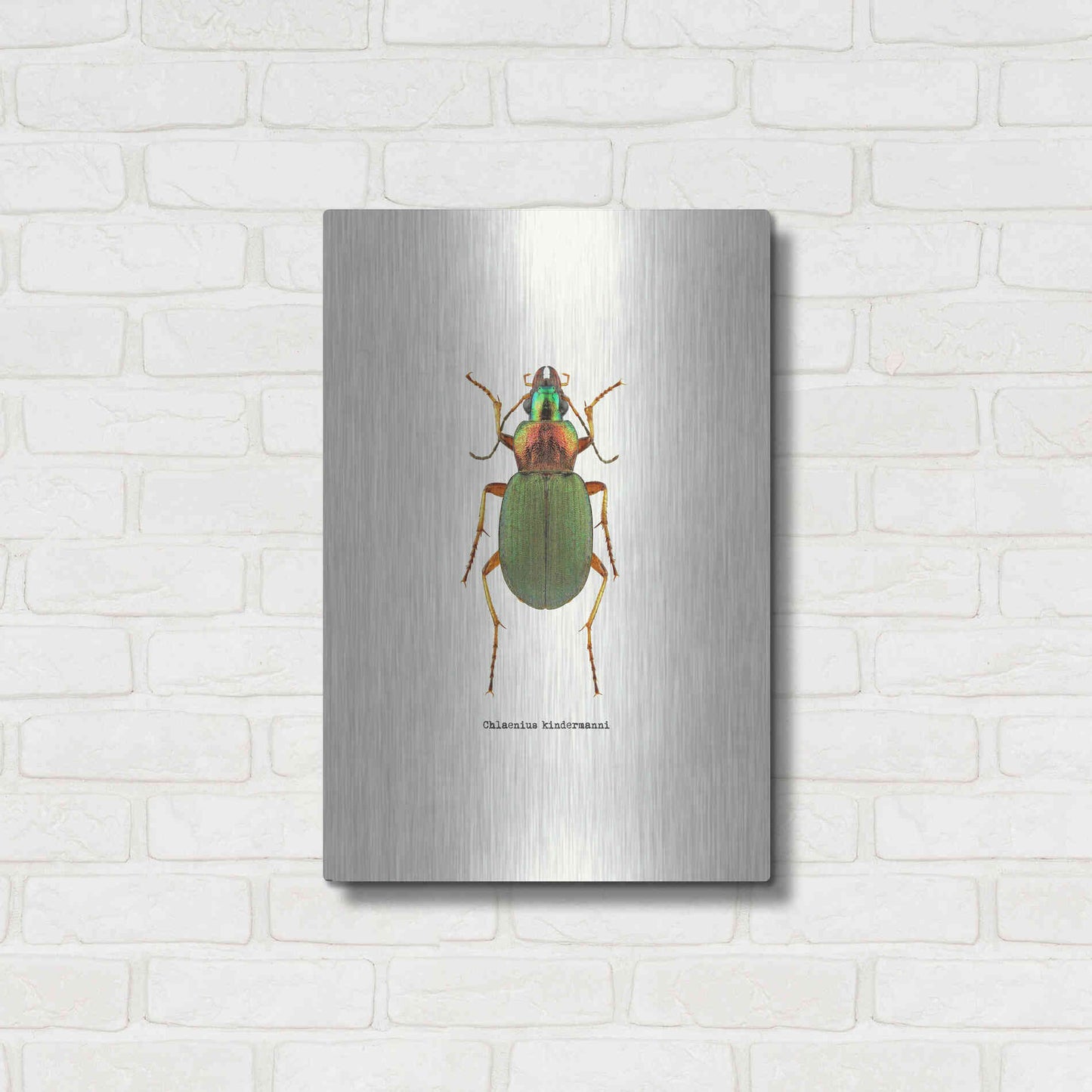 Luxe Metal Art 'Beetle Green' by GraphINC, Metal Wall Art,16x24