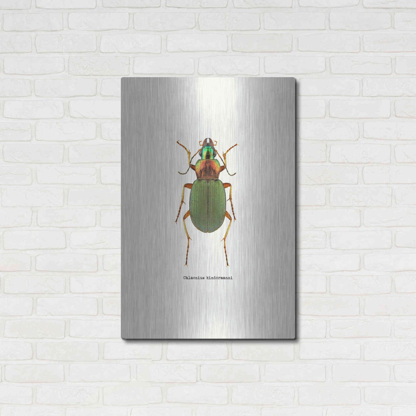 Luxe Metal Art 'Beetle Green' by GraphINC, Metal Wall Art,24x36