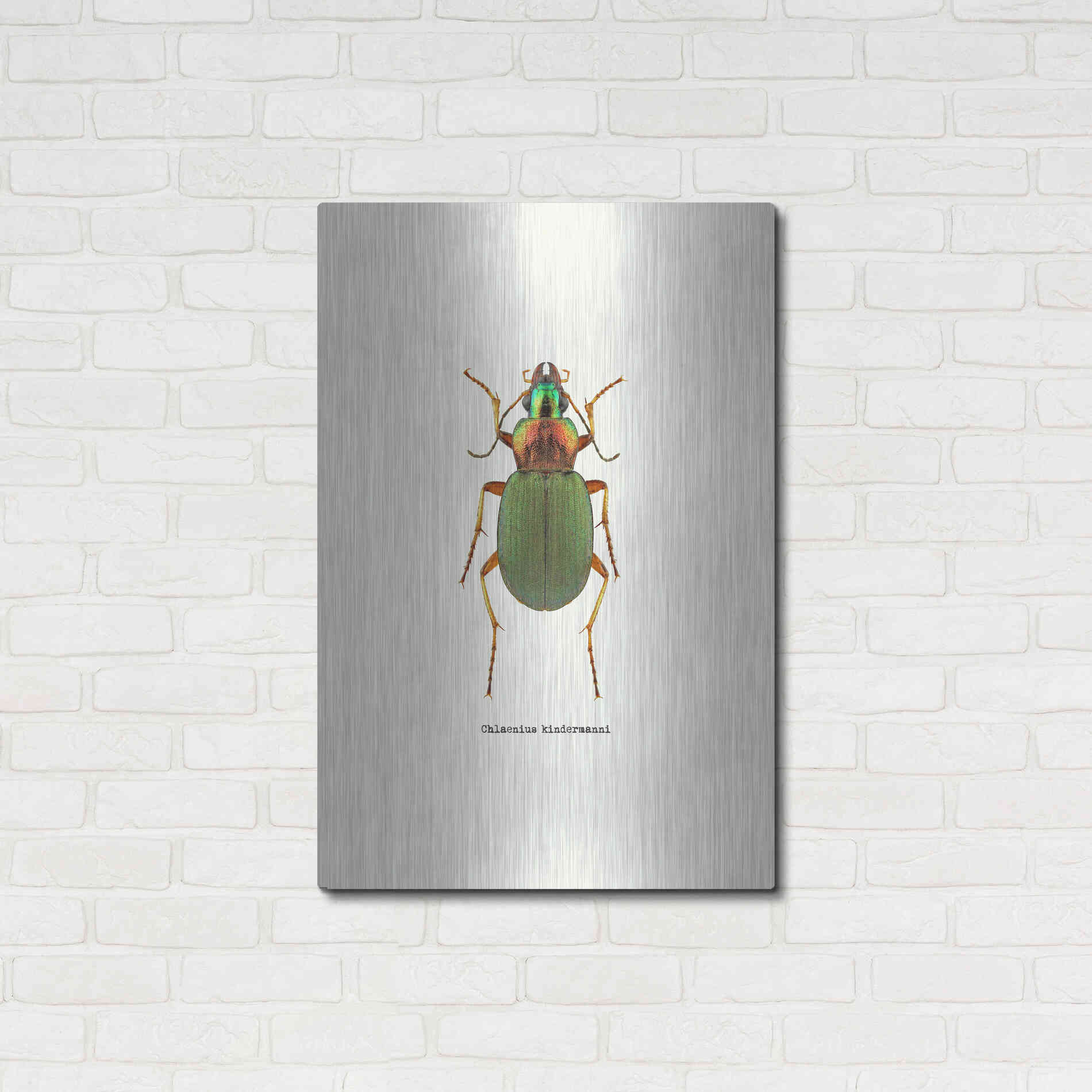 Luxe Metal Art 'Beetle Green' by GraphINC, Metal Wall Art,24x36