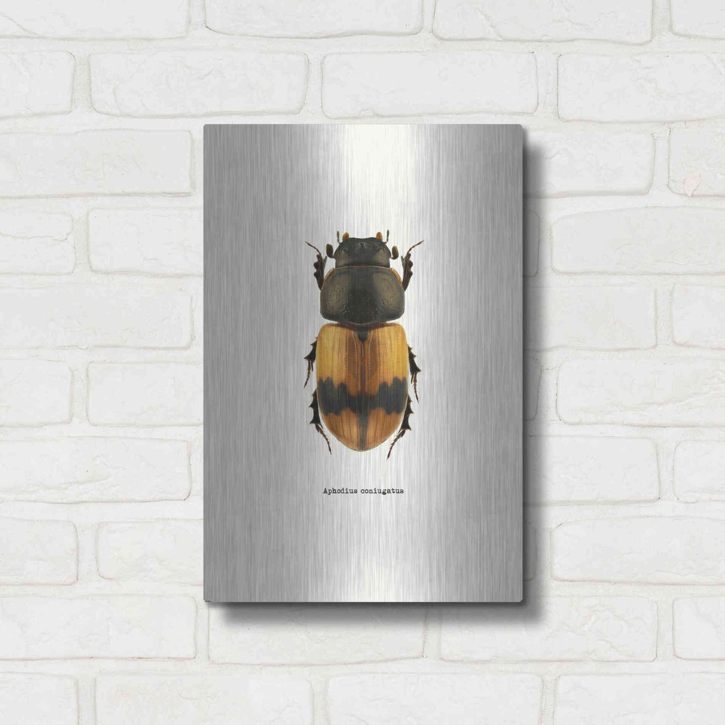 Luxe Metal Art 'Beetle Orange' by GraphINC, Metal Wall Art,12x16