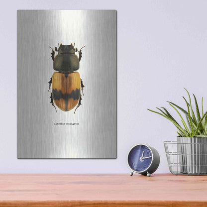 Luxe Metal Art 'Beetle Orange' by GraphINC, Metal Wall Art,12x16