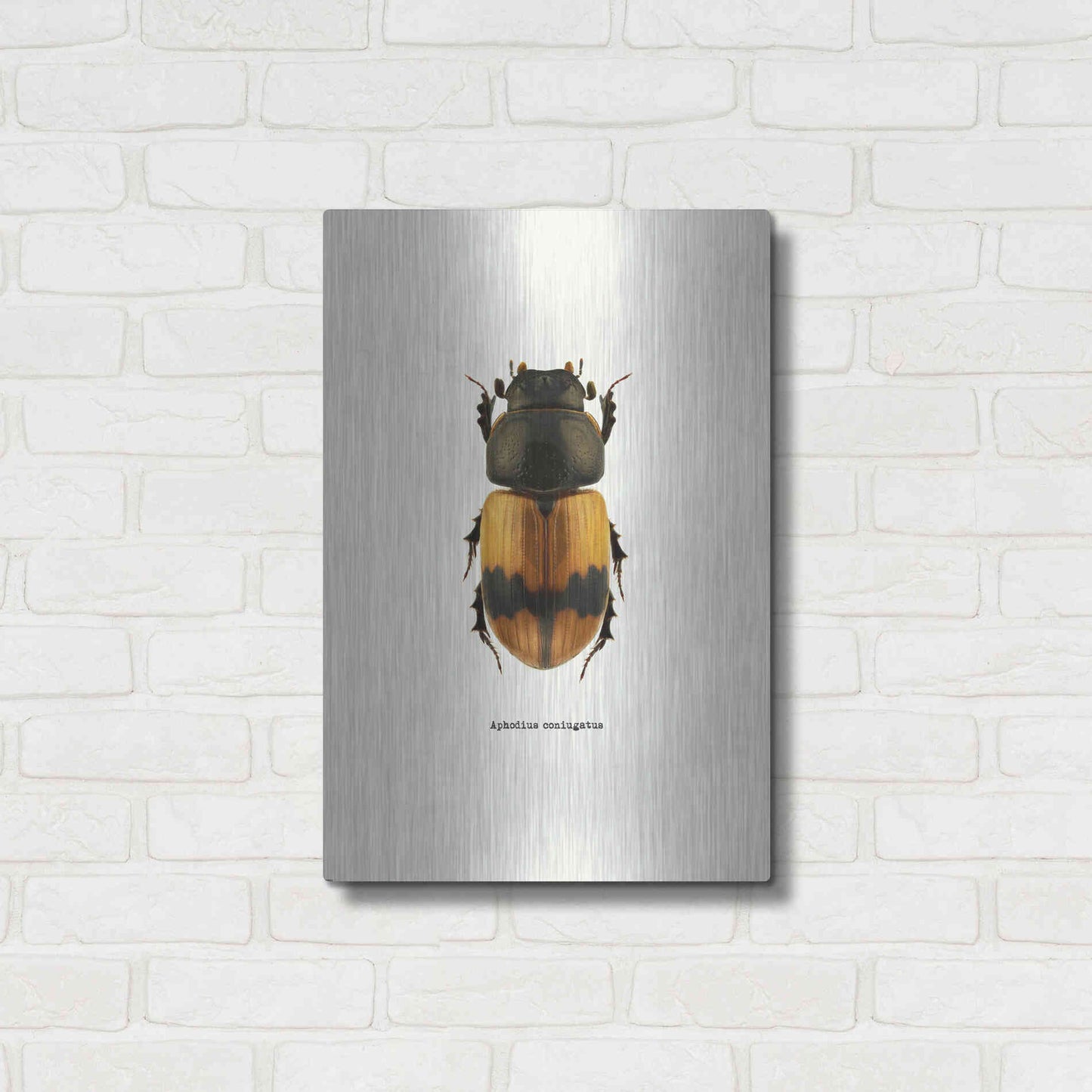 Luxe Metal Art 'Beetle Orange' by GraphINC, Metal Wall Art,16x24