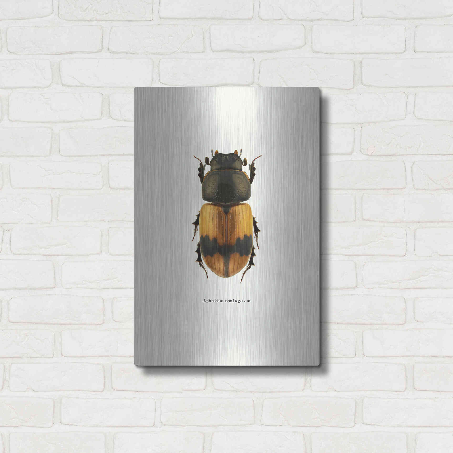 Luxe Metal Art 'Beetle Orange' by GraphINC, Metal Wall Art,16x24