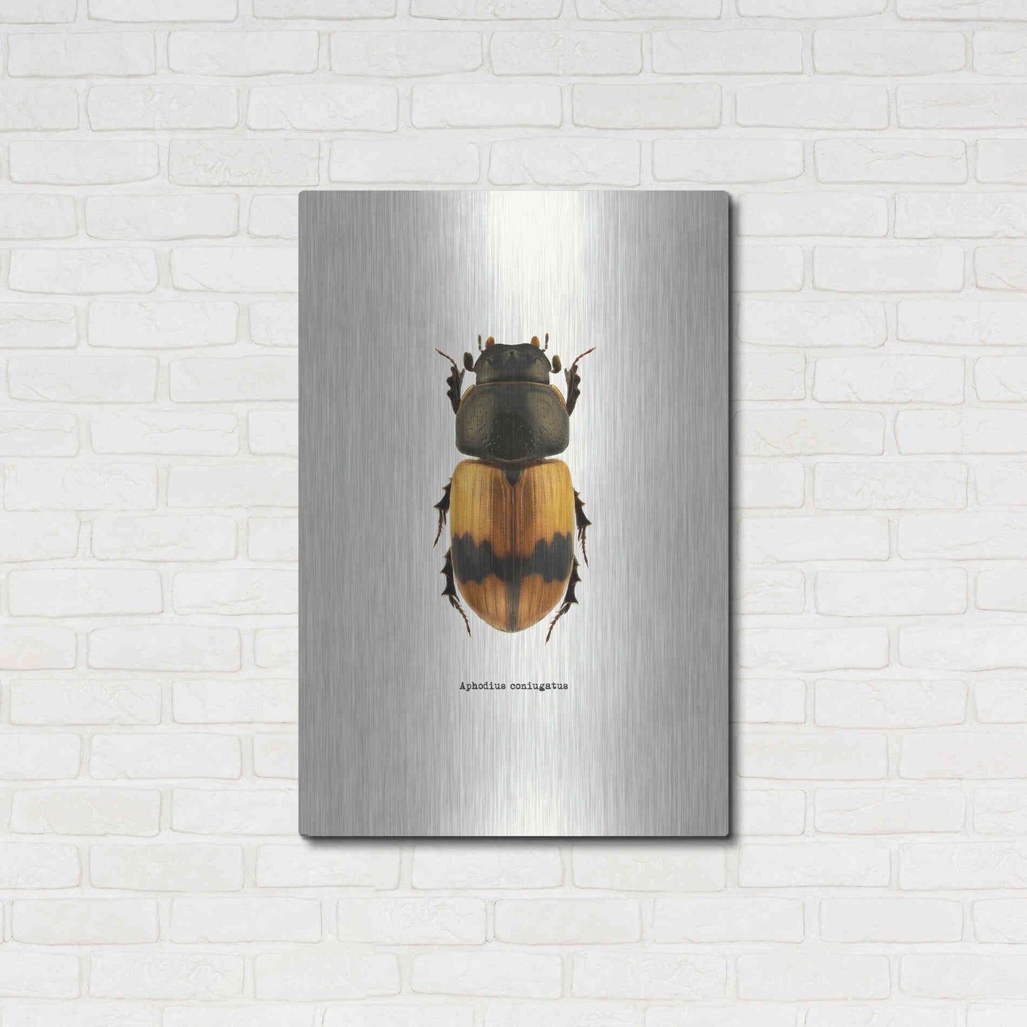 Luxe Metal Art 'Beetle Orange' by GraphINC, Metal Wall Art,24x36