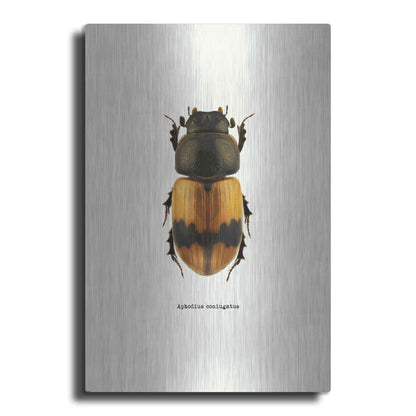 Luxe Metal Art 'Beetle Orange' by GraphINC, Metal Wall Art