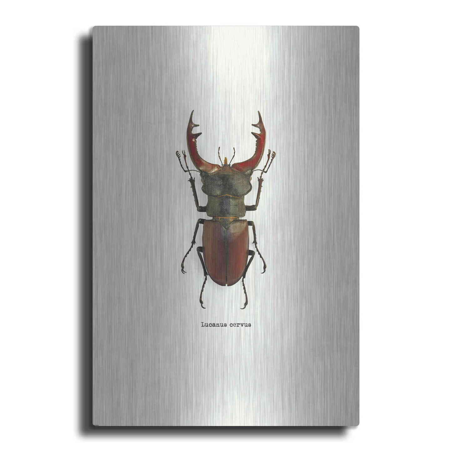 Luxe Metal Art 'Beetle Red' by GraphINC, Metal Wall Art