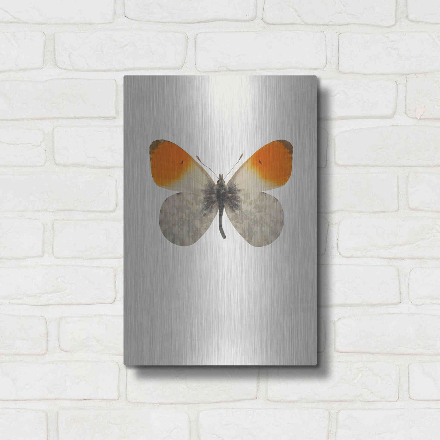 Luxe Metal Art 'Agrias Amydon 2' by Incado, Metal Wall Art,12x16