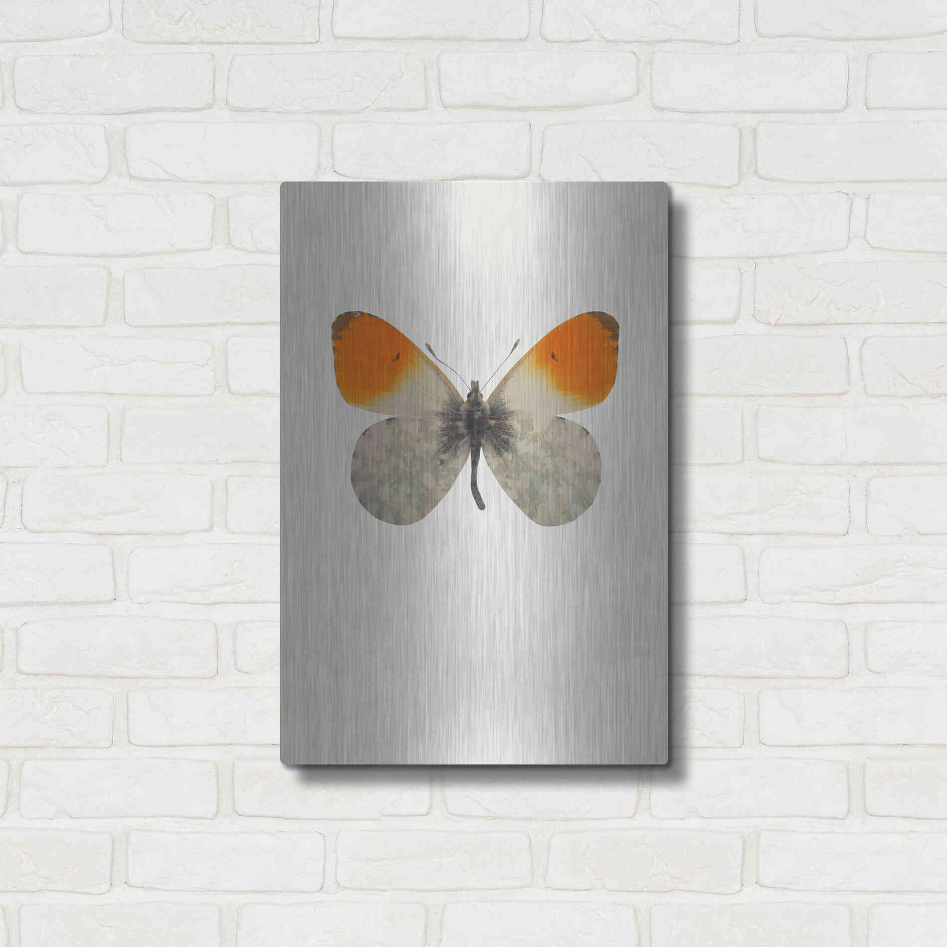 Luxe Metal Art 'Agrias Amydon 2' by Incado, Metal Wall Art,16x24