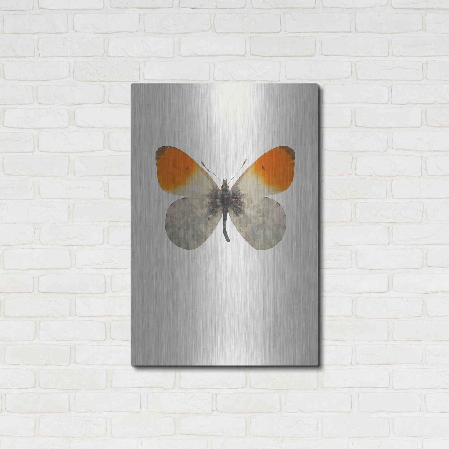 Luxe Metal Art 'Agrias Amydon 2' by Incado, Metal Wall Art,24x36