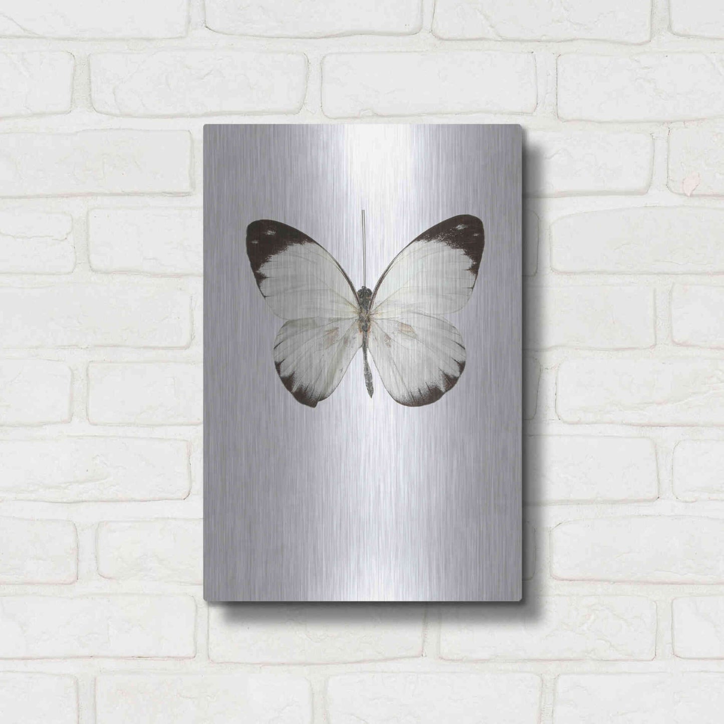 Luxe Metal Art 'Agrias Amydon 3' by Incado, Metal Wall Art,12x16