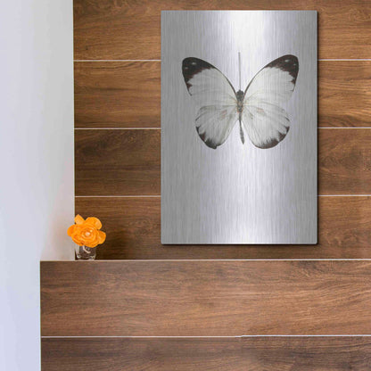Luxe Metal Art 'Agrias Amydon 3' by Incado, Metal Wall Art,12x16