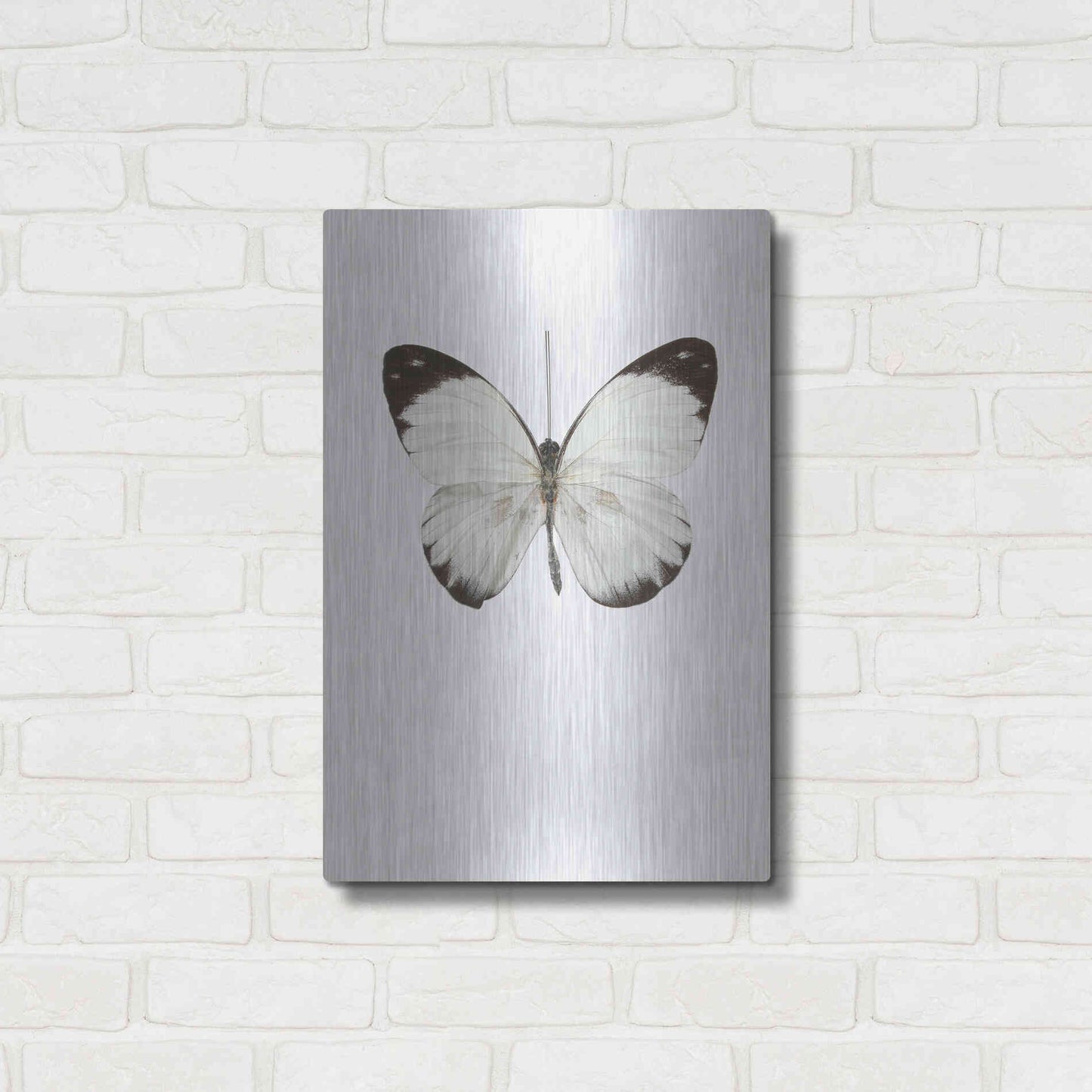 Luxe Metal Art 'Agrias Amydon 3' by Incado, Metal Wall Art,16x24