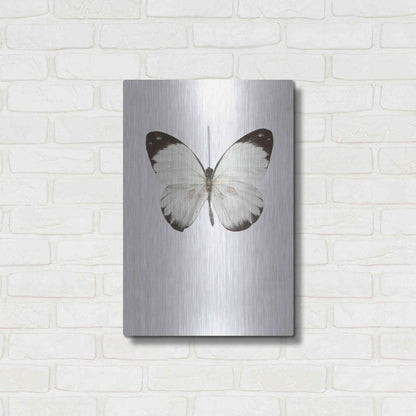 Luxe Metal Art 'Agrias Amydon 3' by Incado, Metal Wall Art,16x24