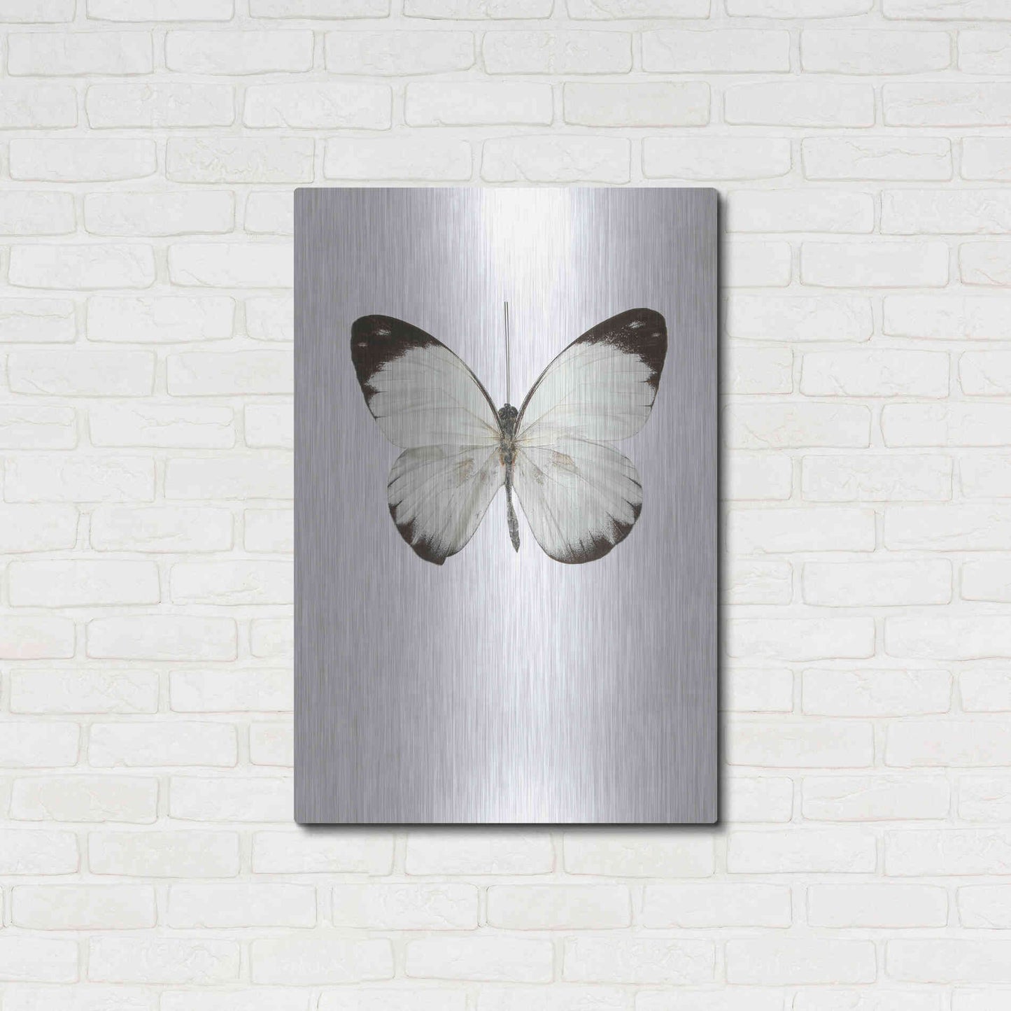 Luxe Metal Art 'Agrias Amydon 3' by Incado, Metal Wall Art,24x36