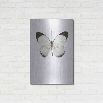 Luxe Metal Art 'Agrias Amydon 3' by Incado, Metal Wall Art,24x36