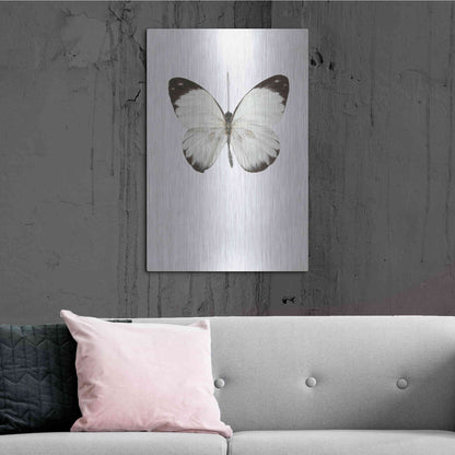 Luxe Metal Art 'Agrias Amydon 3' by Incado, Metal Wall Art,24x36