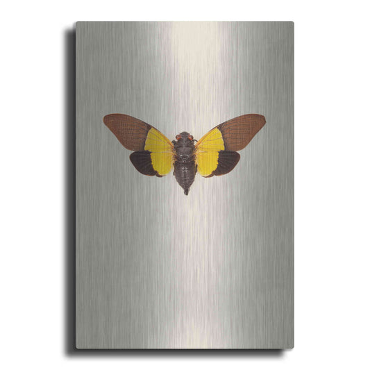 Luxe Metal Art 'Cicada' by Incado, Metal Wall Art