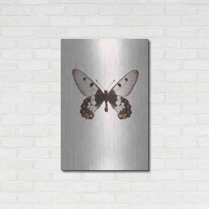 Luxe Metal Art 'Cressida Cressida' by Incado, Metal Wall Art,24x36