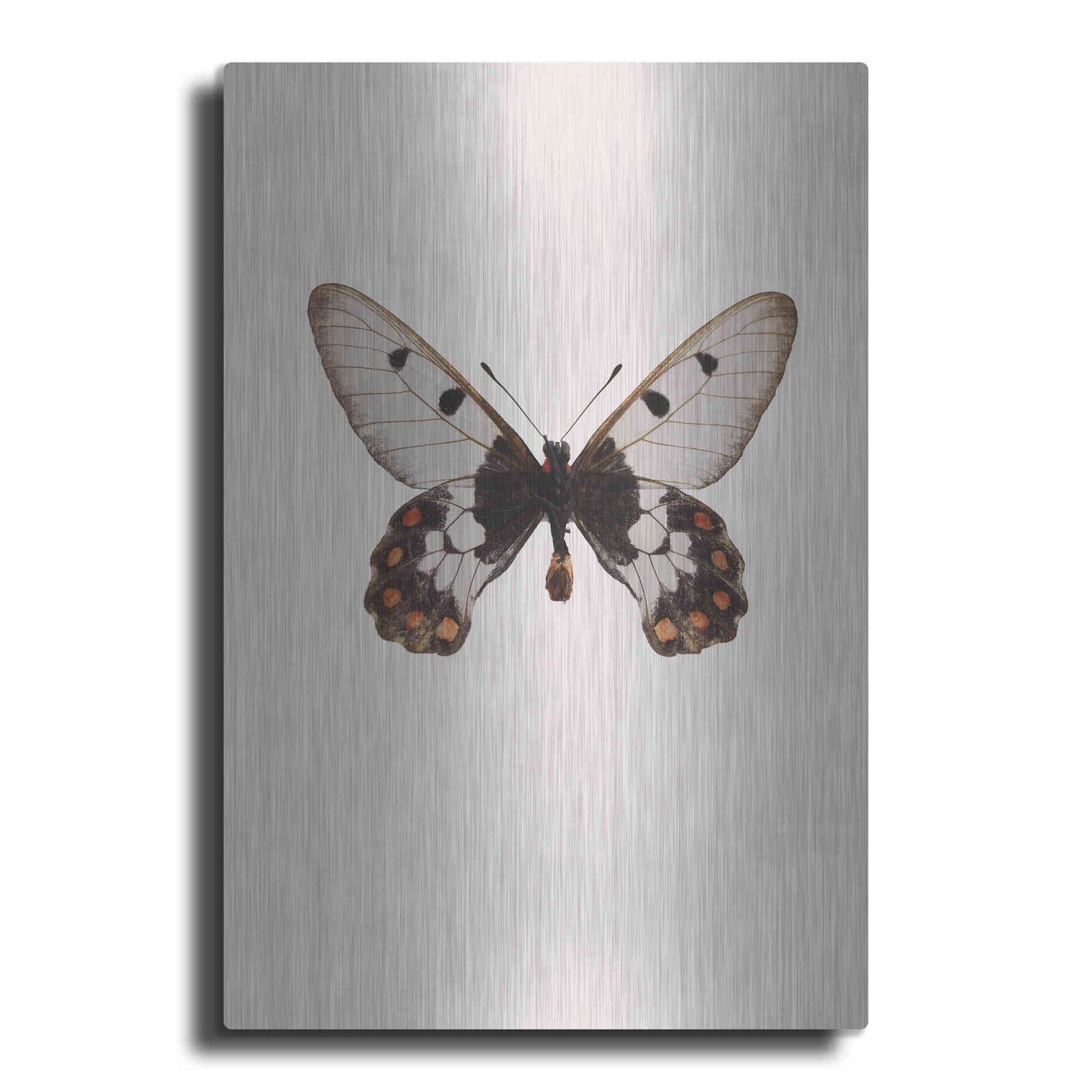 Luxe Metal Art 'Cressida Cressida' by Incado, Metal Wall Art