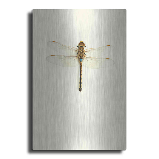 Luxe Metal Art 'Dragonfly I' by Incado, Metal Wall Art