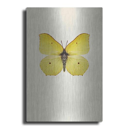Luxe Metal Art 'Gonepteryx Rhamni' by Incado, Metal Wall Art