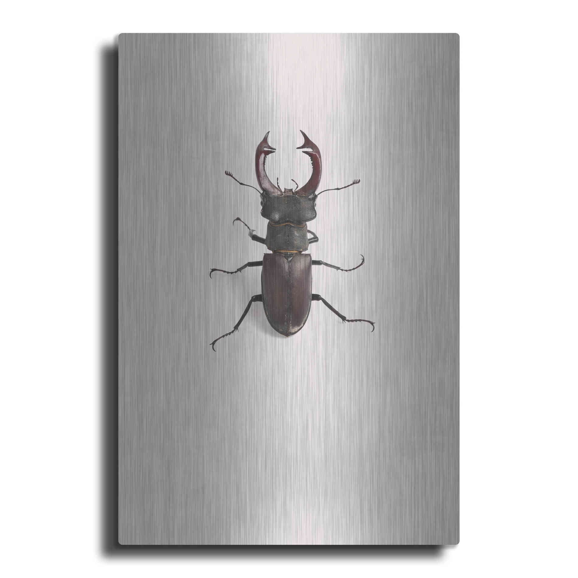 Luxe Metal Art 'Lucanus Cervus' by Incado, Metal Wall Art