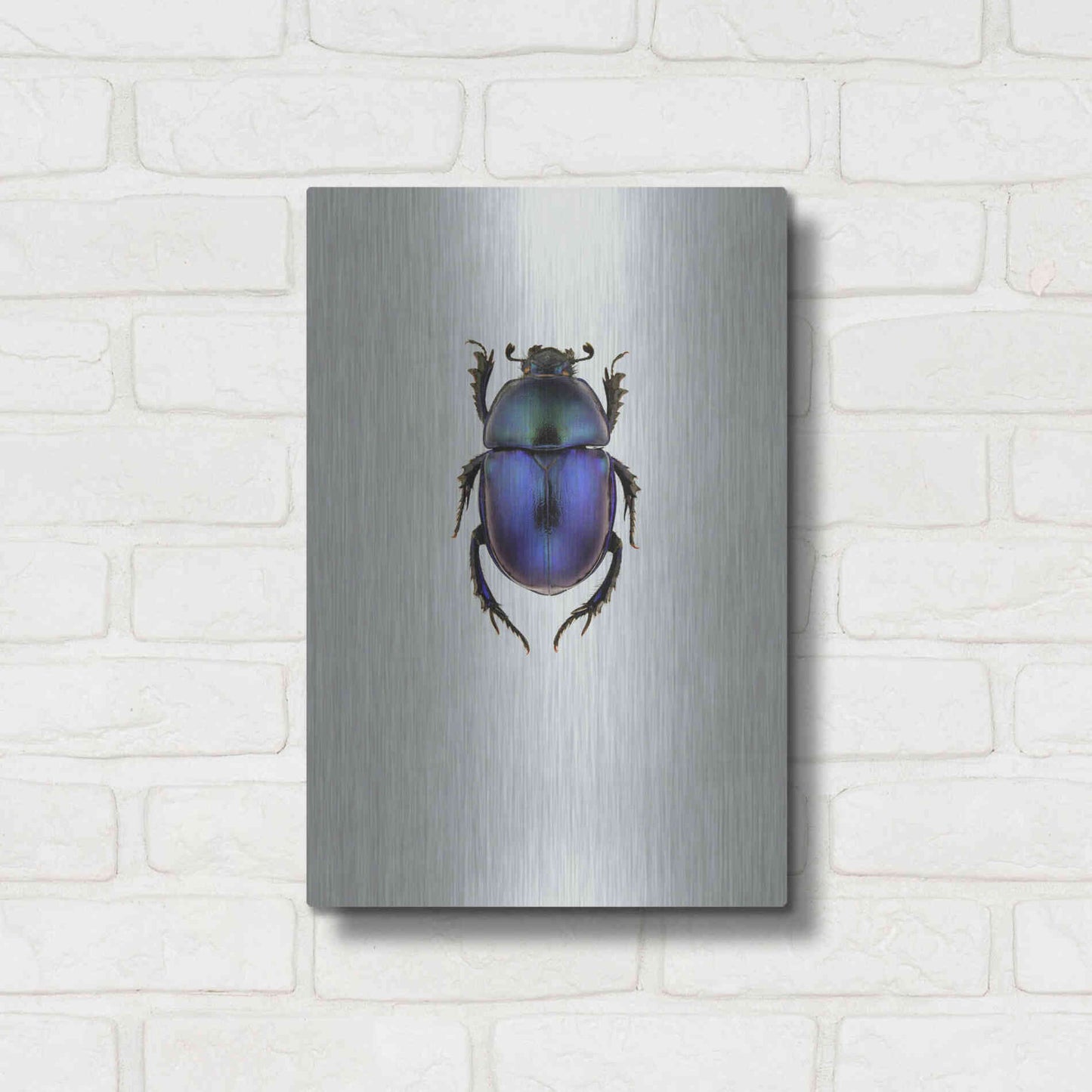 Luxe Metal Art 'Trypocopris Vernalis' by Incado, Metal Wall Art,12x16