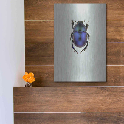 Luxe Metal Art 'Trypocopris Vernalis' by Incado, Metal Wall Art,12x16