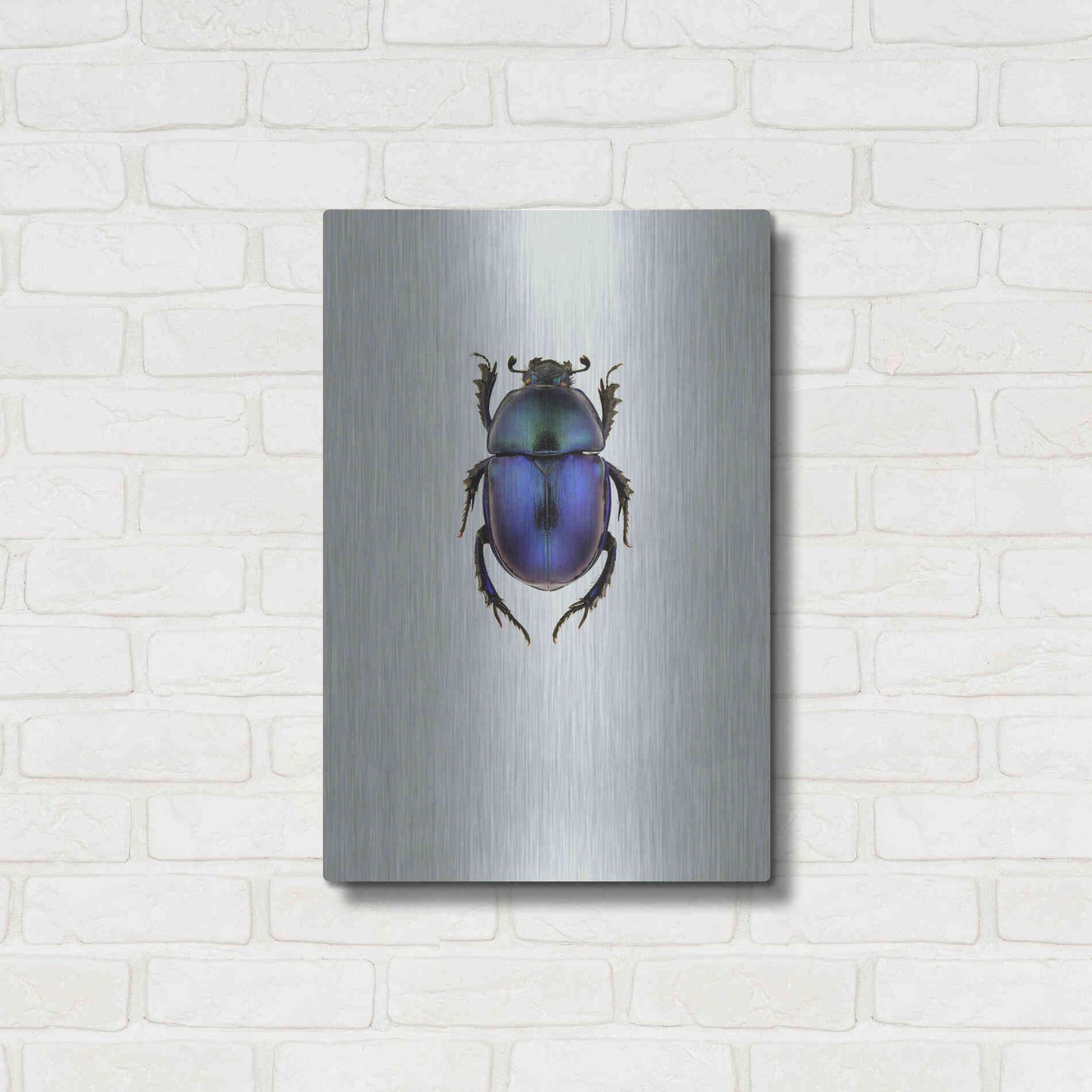 Luxe Metal Art 'Trypocopris Vernalis' by Incado, Metal Wall Art,16x24