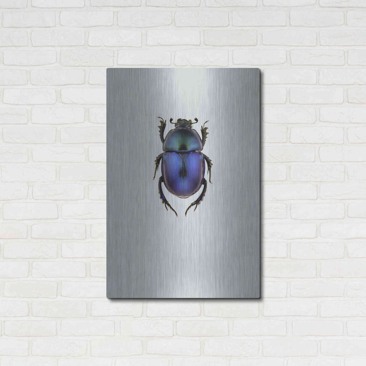 Luxe Metal Art 'Trypocopris Vernalis' by Incado, Metal Wall Art,24x36