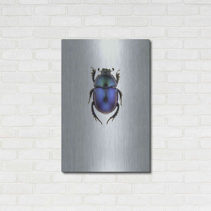 Luxe Metal Art 'Trypocopris Vernalis' by Incado, Metal Wall Art,24x36