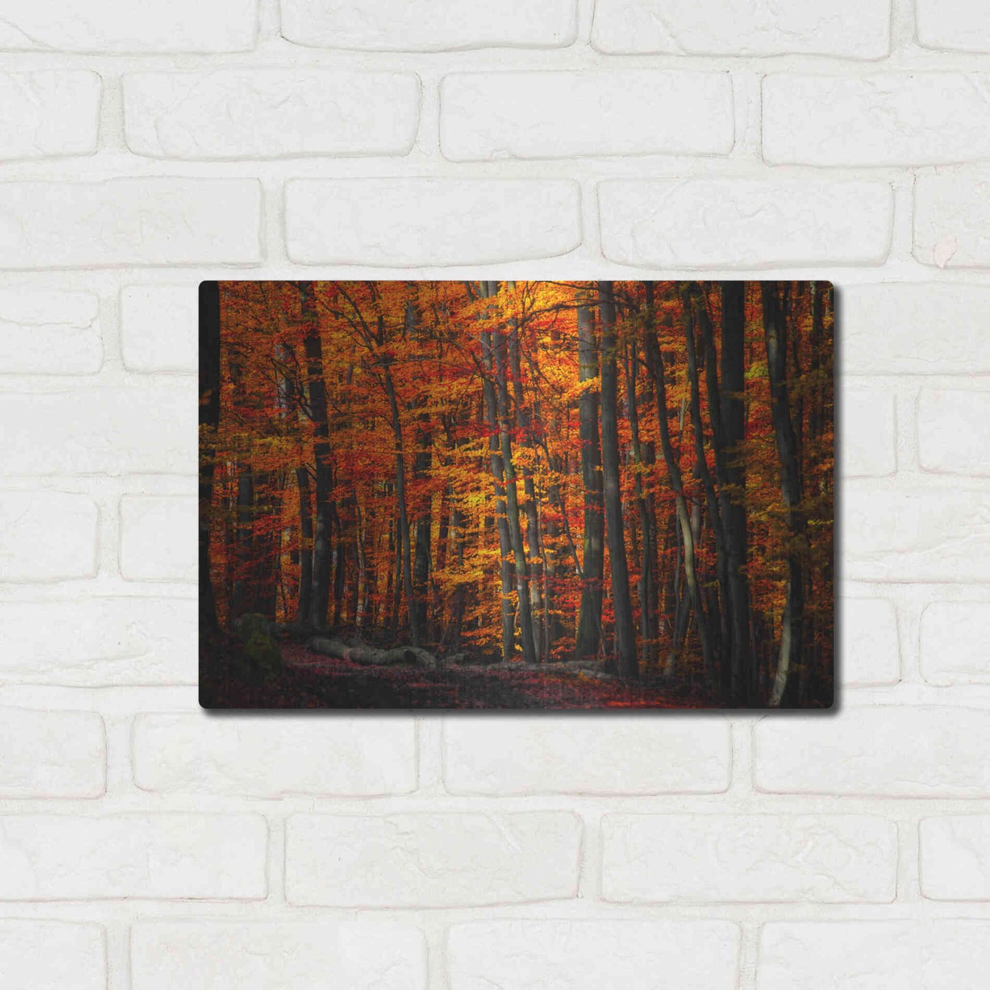 Luxe Metal Art 'Forest Density' by Philippe Sainte-Laudy, Metal Wall Art,16x12