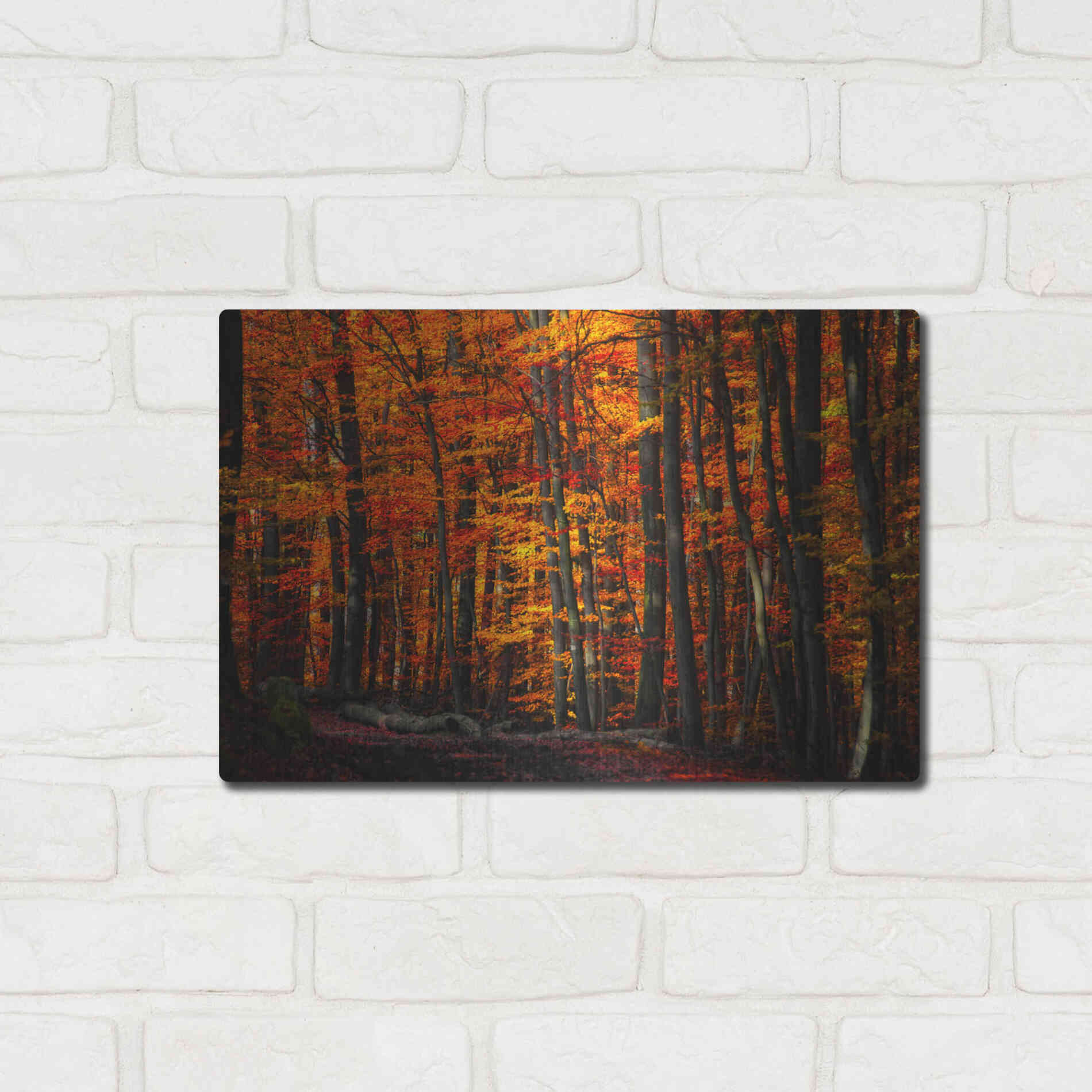 Luxe Metal Art 'Forest Density' by Philippe Sainte-Laudy, Metal Wall Art,16x12